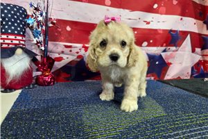 Rosie - Cocker Spaniel for sale