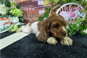 Lancelot - Cocker Spaniel for sale