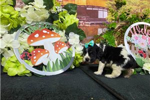 Luna - Cocker Spaniel for sale