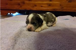 Kara - Cocker Spaniel for sale