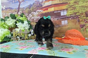 Kristine - Cocker Spaniel for sale