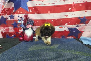 Lily - Cocker Spaniel for sale