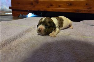 Kenzie - puppy for sale