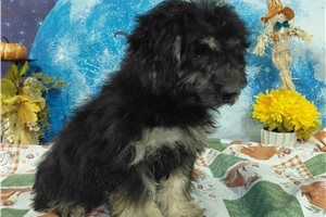 Jeffery - Havachon for sale