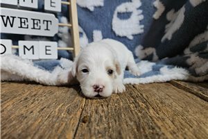 Minerva - puppy for sale