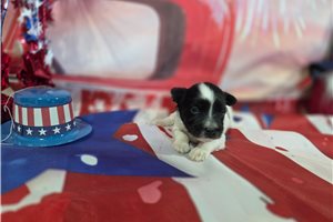 Sterling - Havanese for sale