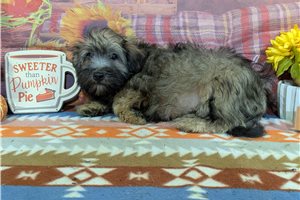 Simon - Havanese for sale