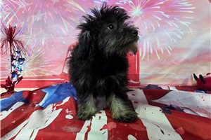 Joshua - Havanese for sale