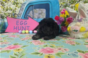 Joshua - puppy for sale