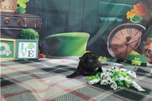 Jillian - Havanese for sale