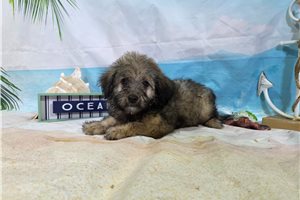 Luis - puppy for sale