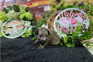 Lennox - Havanese for sale