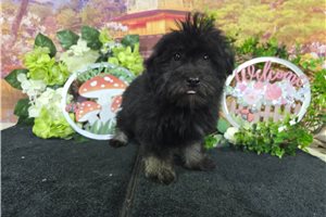 Joshua - Havanese for sale