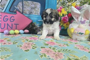 Jensen - Havanese for sale