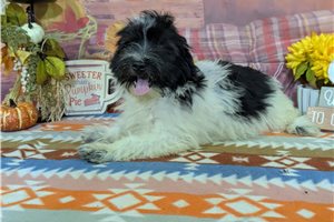 Sterling - Havanese for sale