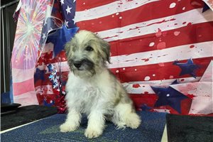 Jensen - Havanese for sale