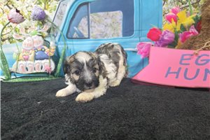 Jensen - Havanese for sale
