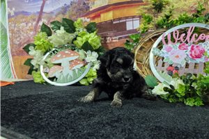 Leon - Havanese for sale