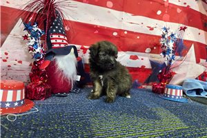 Simon - Havanese for sale