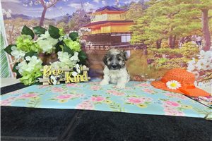 Jensen - Havanese for sale