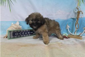 Leighton - Havanese for sale