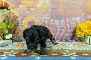 Charles - Havanese for sale