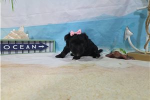 Selena - Havanese for sale
