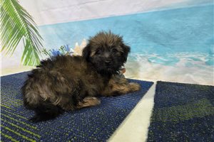 Simon - Havanese for sale