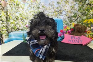 Mateo - Havanese for sale