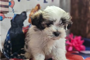 Lizzie - Havanese for sale