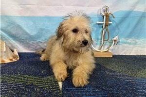 Lennox - Havanese for sale