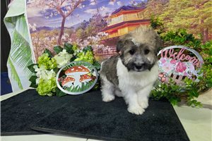 Jensen - Havanese for sale