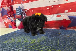 Selena - Havanese for sale