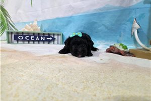 Samantha - Havanese for sale