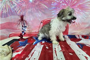 Jensen - Havanese for sale