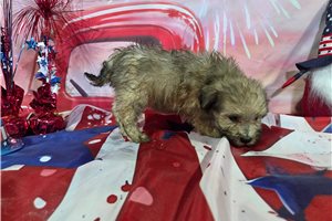 Lennox - Havanese for sale