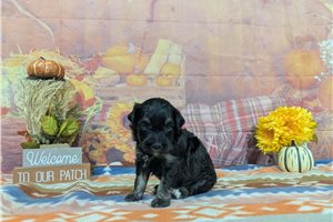 Charles - Havanese for sale