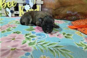 Luis - Havanese for sale