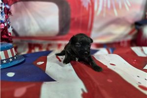Simon - puppy for sale