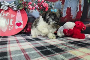 Madison - puppy for sale