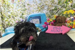 Mateo - Havanese for sale