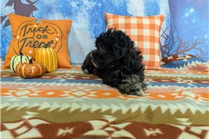Charles - Havanese for sale