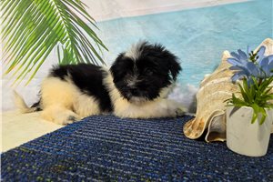 Sterling - Havanese for sale