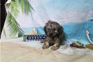 Lottie - puppy for sale