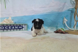 Sterling - Havanese for sale