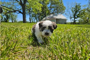 Lizzie - Havanese for sale