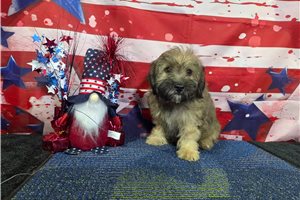 Luis - Havanese for sale