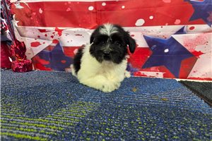 Sterling - Havanese for sale