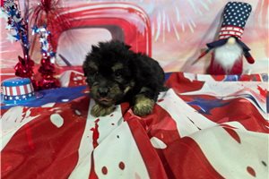 Leon - Havanese for sale
