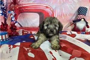 Luis - Havanese for sale